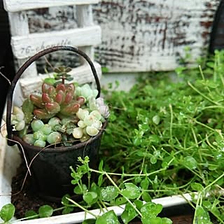 ベッド周り/植物/古いもの/2015/11/08/ナチュラルジャンク...などのインテリア実例 - 2015-11-08 11:37:21