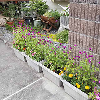 千日紅 ジニアのインテリア実例 Roomclip ルームクリップ