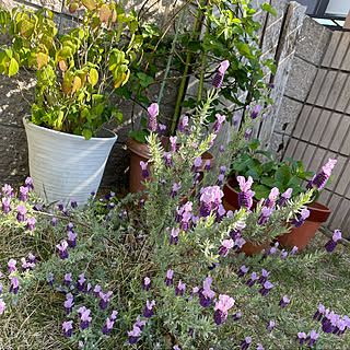 庭 ラズベリーのおしゃれなインテリアコーディネート レイアウトの実例 Roomclip ルームクリップ