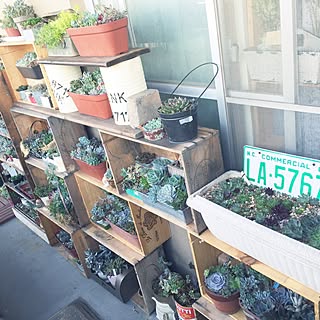 部屋全体/北海道でベランダガーデン/IG⇨hanahinasisters/多肉植物/多肉植物寄せ植え...などのインテリア実例 - 2016-06-23 01:02:55