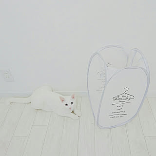 部屋全体/新商品買ったよ!/salut!/ランドリールーム/ランドリーバスケット...などのインテリア実例 - 2018-12-07 17:39:41