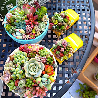 セダム ネルソルのインテリア実例 Roomclip ルームクリップ