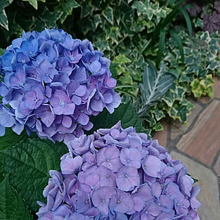 玄関 入り口 日陰でも育つ植物のインテリア実例 Roomclip ルームクリップ