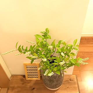 姫リョウブのインテリア実例 Roomclip ルームクリップ