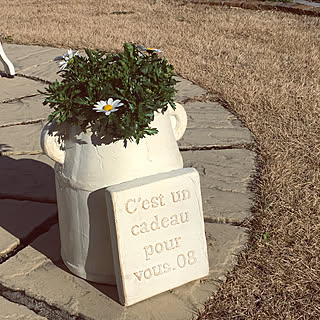 ジョイフル本田で購入/春よこい♪/お気に入りのプランター/庭で日向ぼっこ/玄関/入り口のインテリア実例 - 2020-01-20 15:58:35