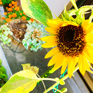 マリーゴールド 切り花用ひまわりのインテリア実例 Roomclip ルームクリップ