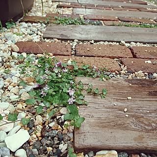 ガーデニング ホームセンターのインテリア実例 Roomclip ルームクリップ