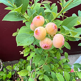 玄関 入り口 果物のおしゃれなアレンジ 飾り方のインテリア実例 Roomclip ルームクリップ