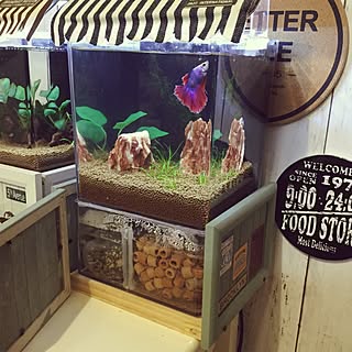 ベッド周り/ベタ飼ってます/ベタ/小型オーバーフロー式/アクアリウム...などのインテリア実例 - 2017-05-18 00:20:27