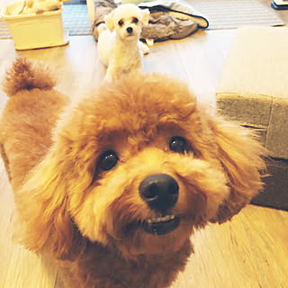 サンゲツ ワンコと暮らす家のインテリア実例 Roomclip ルームクリップ