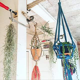 ウスネオイデス プラントハンガーのインテリア実例 Roomclip ルームクリップ ウスネオイデス プラントハンガーのインテリア実例 Roomclip ルームクリップ