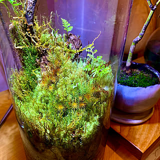 苔リウム水槽のインテリア実例 Roomclip ルームクリップ
