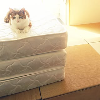 ベッド周り/心にパンチパーマ✨/アフロな気持ち❤️/中古住宅/NO CAT,NO LIFE❤️...などのインテリア実例 - 2017-06-01 00:24:44