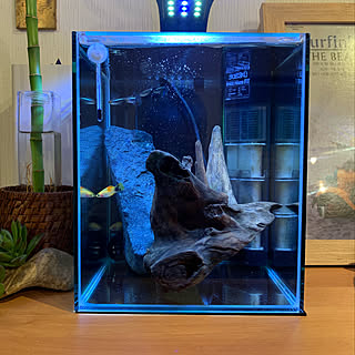 熱帯魚 ミッキーマウスプラティのインテリア実例 Roomclip ルームクリップ 熱帯魚 ミッキーマウスプラティのインテリア実例 Roomclip ルームクリップ