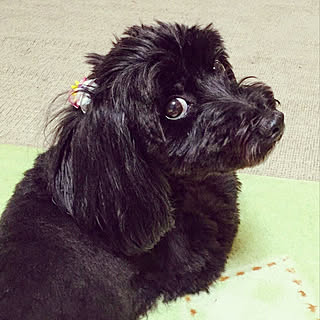 ミックス犬 ワンコと暮らす家のインテリア実例 Roomclip ルームクリップ