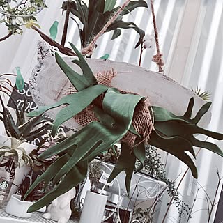 玄関/入り口/コウモリラン/樹脂粘土/セリアのプレート/白が好き♡...などのインテリア実例 - 2017-04-18 18:48:54