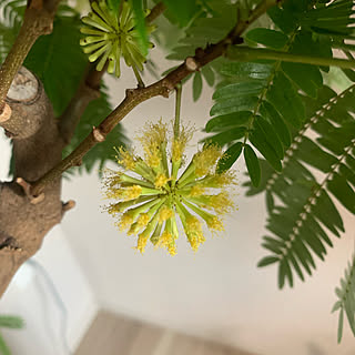 エバーフレッシュ開花のインテリア実例 Roomclip ルームクリップ エバーフレッシュ開花のインテリア実例 Roomclip ルームクリップ