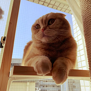 猫 ニトリのカーテンのインテリア実例 Roomclip ルームクリップ 猫 ニトリのカーテンのインテリア実例 Roomclip ルームクリップ
