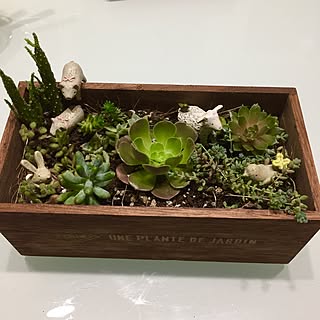 机/木箱/nan_tocoさんの苗/多肉植物/多肉寄せ植え...などのインテリア実例 - 2017-06-20 19:52:11