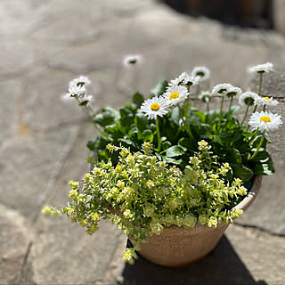 花が好き ヘリクリサムライムミニのインテリア実例 Roomclip ルームクリップ