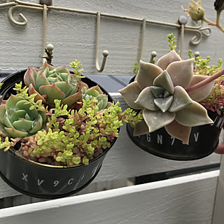 多肉植物 サバ缶のインテリア実例 Roomclip ルームクリップ