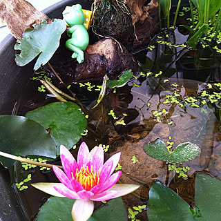 姫睡蓮のインテリア実例 Roomclip ルームクリップ