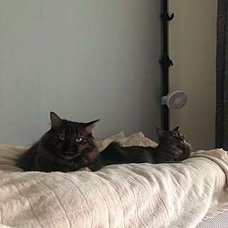 扇風機/猫/ねこ/ねこ部/猫部...などのインテリア実例 - 2019-10-07 09:59:10