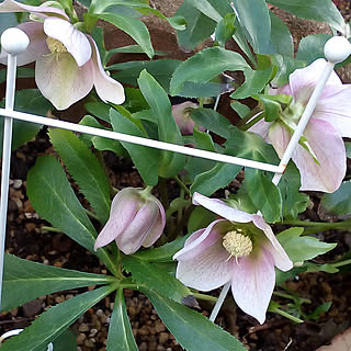 机/NO GREEN NO LIFE/花のある暮らし/ガーデニング/ガーデン...などのインテリア実例 - 2020-01-23 16:52:59