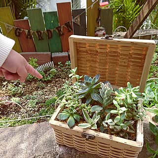 部屋全体/部屋じゃなくてゴメンなさい/多肉植物/多肉寄せ植え/多肉初心者...などのインテリア実例 - 2017-03-26 14:49:46