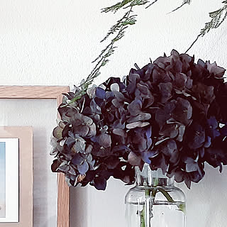 棚 アジサイ ディープパープルのインテリア実例 Roomclip ルームクリップ