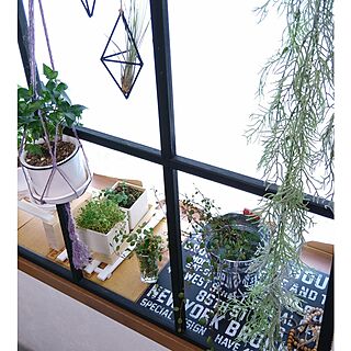 観葉植物 ワイヤープランツ水挿しのインテリア実例 Roomclip ルームクリップ
