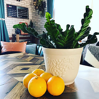 リビング/レモン/注文住宅/グリーンのある暮らし/タニワタリ...などのインテリア実例 - 2019-12-13 15:03:02