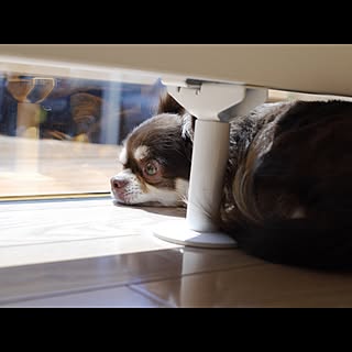 チワワ 室内犬のインテリア実例 Roomclip ルームクリップ