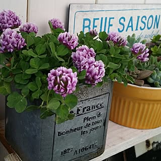 部屋全体/賃貸でも楽しく♪/雑貨大好き♡/植物のある暮らし/自己満足( ̄^ ̄)ゞ...などのインテリア実例 - 2017-03-10 07:55:58