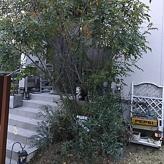 シマトネリコ 冬の庭のインテリア実例 Roomclip ルームクリップ