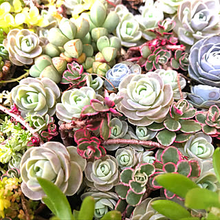 寄せ植え 子持ち蓮華のインテリア実例 Roomclip ルームクリップ 寄せ植え 子持ち蓮華のインテリア実例 Roomclip ルームクリップ