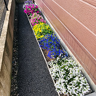 ペチュニア コメリのインテリア実例 Roomclip ルームクリップ