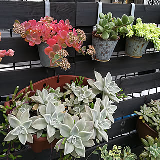 玉つづりのインテリア実例 Roomclip ルームクリップ