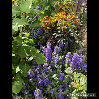 アジュガ ユーフォルビアブラックバードのインテリア実例 Roomclip ルームクリップ