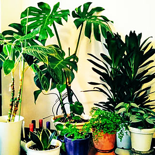 モンステラ 水耕栽培のインテリア実例 Roomclip ルームクリップ