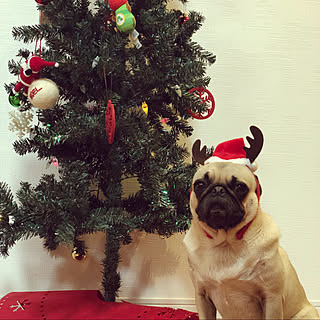 クリスマス/パグ/ペットと暮らす家/いぬと暮らす/癒し...などのインテリア実例 - 2019-12-18 15:46:48