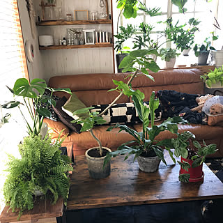 机/モンステラ/シダ植物/スイカぺぺ/セローム...などのインテリア実例 - 2018-09-08 11:10:49