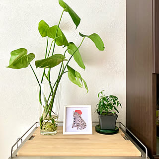 水差し栽培のインテリア実例 Roomclip ルームクリップ 水差し栽培のインテリア実例 Roomclip ルームクリップ