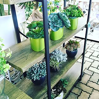 植物園みたいのインテリア実例 Roomclip ルームクリップ