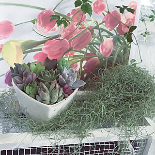 チューリップの花のインテリア実例 Roomclip ルームクリップ チューリップの花のインテリア実例 Roomclip ルームクリップ