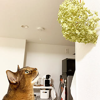 グリーンのある暮らし/シャーメゾン/猫/ねこ部/一人暮らし...などのインテリア実例 - 2019-10-01 21:27:34