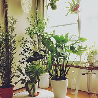 無印良品 フレボディウム オーレウム ブルースターのインテリア実例 Roomclip ルームクリップ