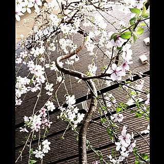 玄関/入り口/満開/RCでの出会いに感謝です♡/いつもいいね！ありがとうございます♪/注文住宅...などのインテリア実例 - 2017-04-15 07:54:07