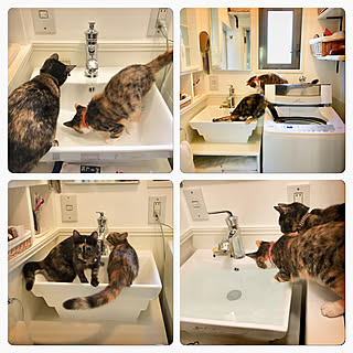 バス/トイレ/ビフォーアフターのアフターのほう/猫のいる日常/ねこと暮らす。/小さなお家...などのインテリア実例 - 2018-10-27 10:50:13
