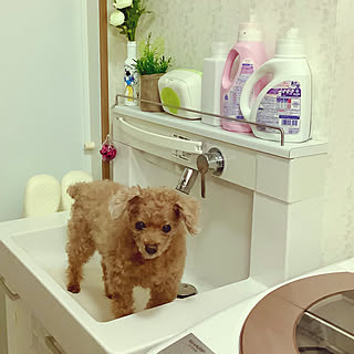 洗面台 犬の足洗い場のおしゃれなインテリアコーディネート レイアウトの実例 Roomclip ルームクリップ